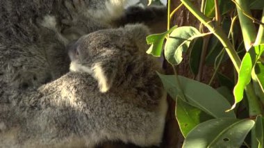 Sevimli Avustralyalı anne Koala gün boyunca dinlenen bir ağaç onu joey ile.