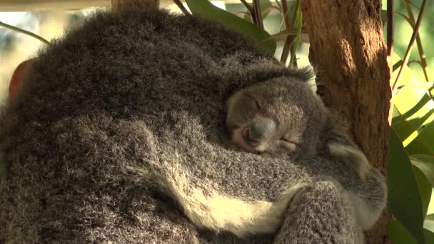 Mãe Australiana Bonito Koala Com Sua Alegria Uma Árvore Descansando — Vídeo de Stock