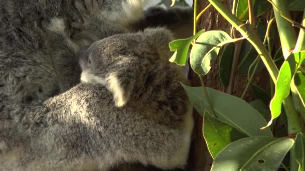 Linda Madre Australiana Koala Con Joey Árbol Descansando Durante Día — Vídeos de Stock