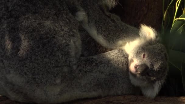 日中休んでいる木の中で彼女の喜びとかわいいオーストラリアの母コアラ — ストック動画