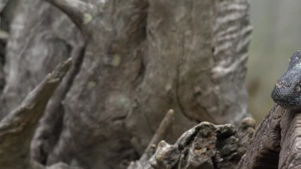 Moniteur de dentelle australien dans la nature pendant la journée .