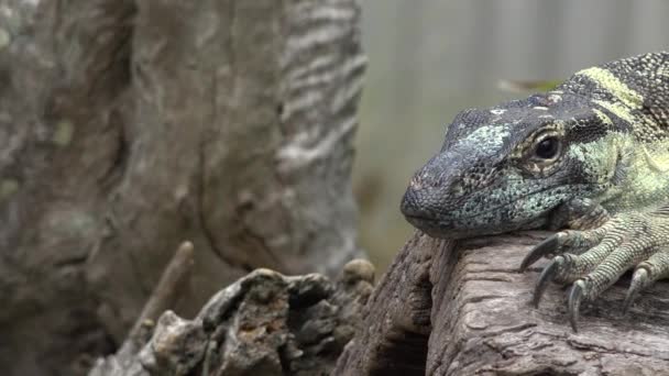 Australian Lace Monitor Out Nature Day — Stock Video