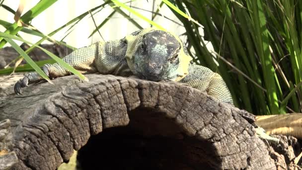 Australský Krajkový Monitor Přírodě Během Dne — Stock video