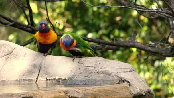 Loriquets Arc Ciel Prenant Bain Dans Nature Pendant Journée — Video