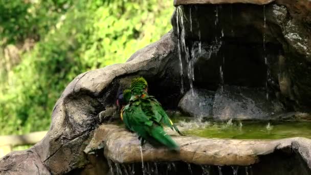 Loriquets Arc Ciel Prenant Bain Dans Nature Pendant Journée — Video