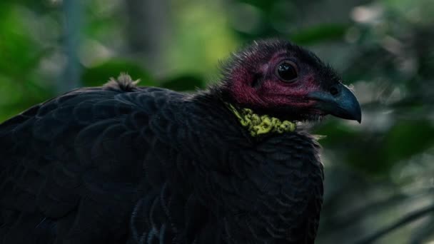 Pincel Australiano Também Conhecido Como Scrub Turkey Natureza Durante Dia — Vídeo de Stock