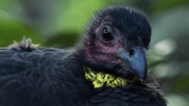 Avustralya brushturkey de gün boyunca doğada bir Scrub Türkiye olarak bilinen.