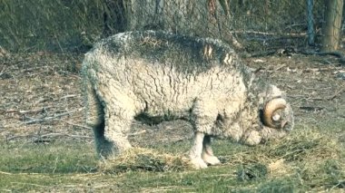 Avustralya RAM gün boyunca çiftlikte otlatma.