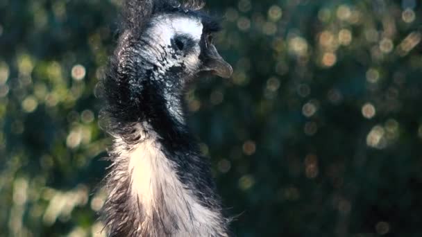 Australiska Emu Naturen Dagen — Stockvideo