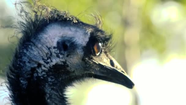 Australiska Emu Naturen Dagen — Stockvideo