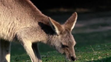 Gün boyunca doğada Avustralya kanguru dışarıda.