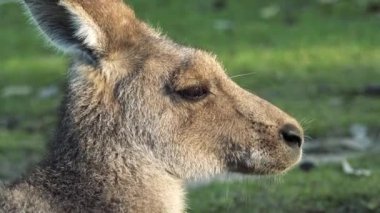 Gün boyunca doğada Avustralya kanguru dışarıda.