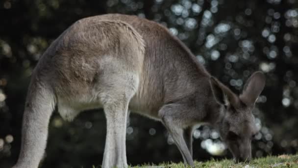 日中は自然の中で外にオーストラリアのカンガルー — ストック動画