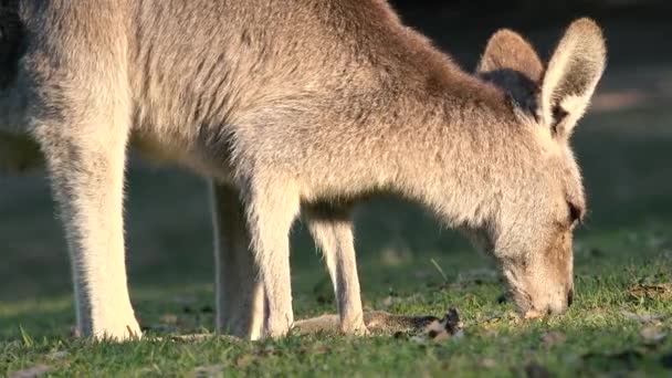 Canguro Australiano Fuera Naturaleza Durante Día — Vídeos de Stock