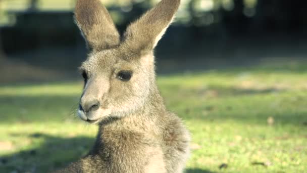 Australisches Känguru Tagsüber Draußen Der Natur — Stockvideo