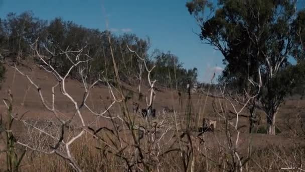 Rustieke Windmolen Het Platteland Van Queensland Australië — Stockvideo