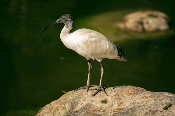 Australijski biały ibis — Zdjęcie stockowe