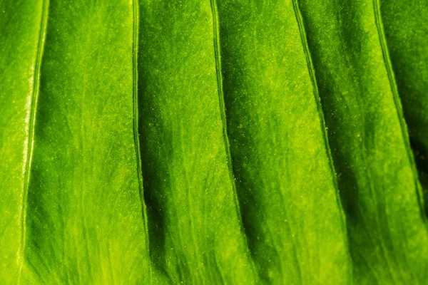 Close up of a green plant leaf��� — Stock Photo, Image