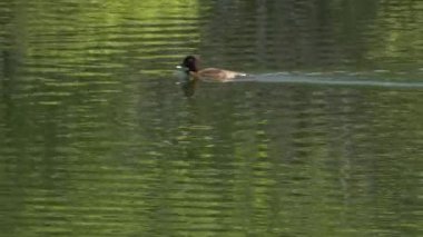 Gün boyunca Ipswich City, Queensland, Avustralya'daki Springfield Gölleri.