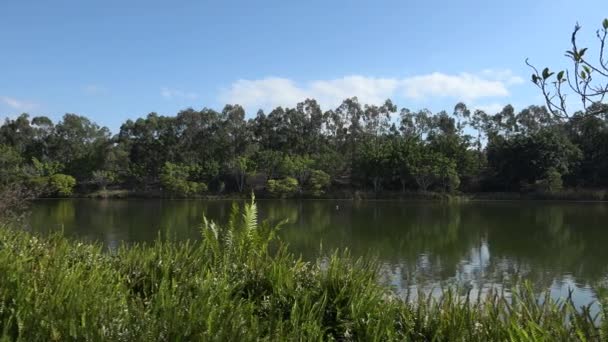 Озера Спрингфилда Городе Ипсвич Штат Квинсленд Австралия Течение Дня — стоковое видео