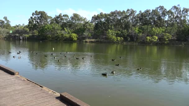 Springfield Lakes Ipswich Cityben Queensland Ausztrália Nap Folyamán — Stock videók