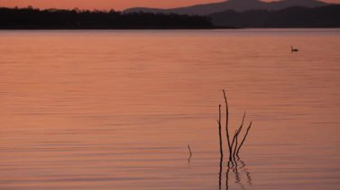 Wivenhoe Gölü'ndeki Karabatak Koyu, Queensland, Wivenhoe Barajı dışında.