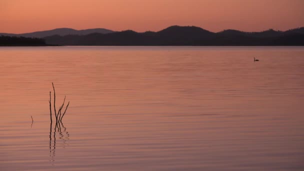 Baie Cormorant Dans Lac Wivenhoe Queensland Exception Barrage Wivenhoe — Video