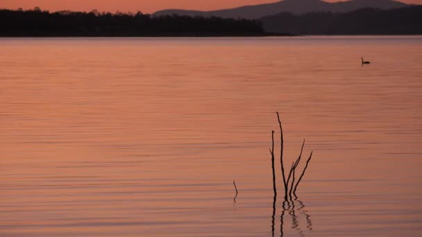 Cormorant Bay Lake Wivenhoe Queensland Met Uitzonde Van Wivenhoe Dam — Stockvideo