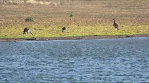 Lake Cressbrook Toowoomba Regionen Queensland Dagtid — Stockvideo