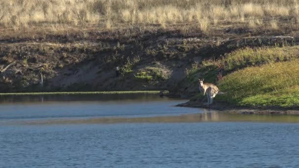 Lago Cressbrook Região Toowoomba Queensland Durante Dia — Vídeo de Stock