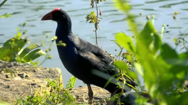 Beautiful Purple Swamphen Out Nature Day — Stock Video