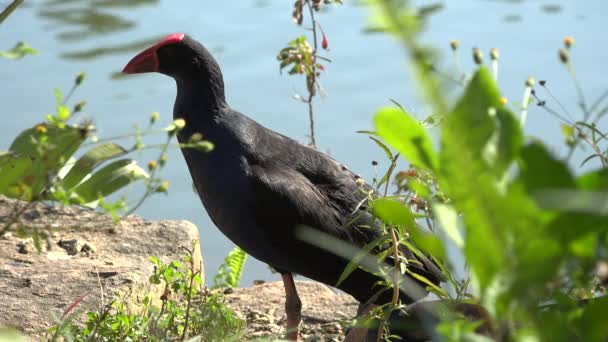 Güzel Mor Swamphen Gün Boyunca Doğada Dışarı — Stok video