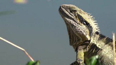 Gün boyunca doğada dışında Doğu su Dragon.