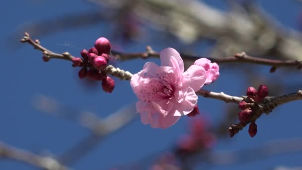 Cherry Blossom Tree Blue Sky Japanese Gardens Toowoomba Queensland — Stock Video