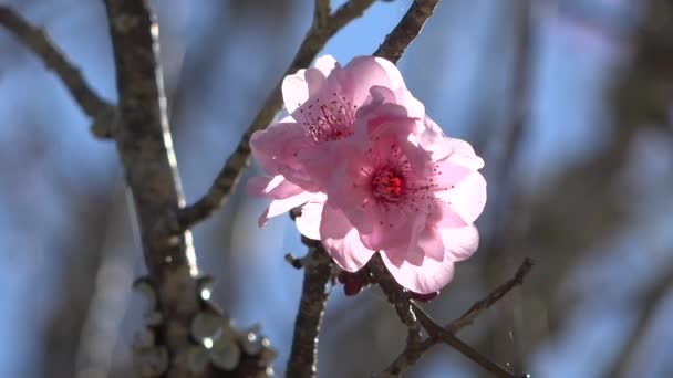 Árbol Flor Cerezo Contra Cielo Azul Los Jardines Japoneses Toowoomba — Vídeos de Stock