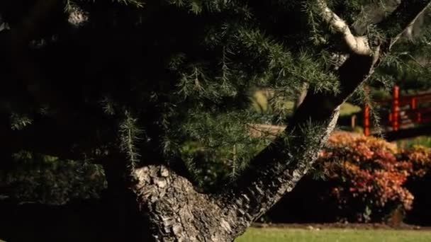 Japanische Gärten Luftiger Höhe Toowoomba Königinnen Einem Schönen Sonnigen Tag — Stockvideo