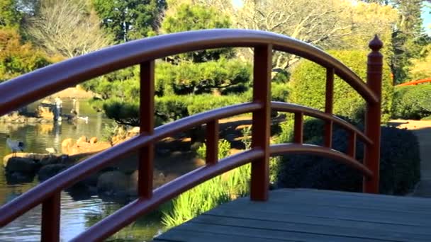 在美丽的阳光明媚的日子里 昆士兰州图翁巴达隆高地的日本花园 — 图库视频影像