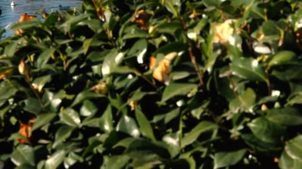 在美丽的阳光明媚的日子里 昆士兰州图翁巴达隆高地的日本花园 — 图库视频影像