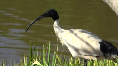 Gün içinde dışarıda Avustralya Beyaz aynak.