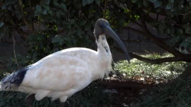 Gün içinde dışarıda Avustralya Beyaz aynak.