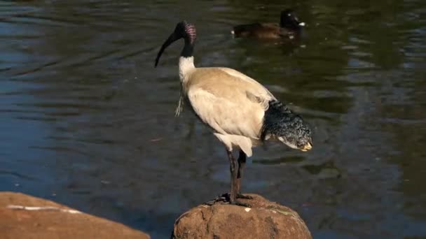 Ibis Blanco Australiano Afuera Durante Día — Vídeos de Stock