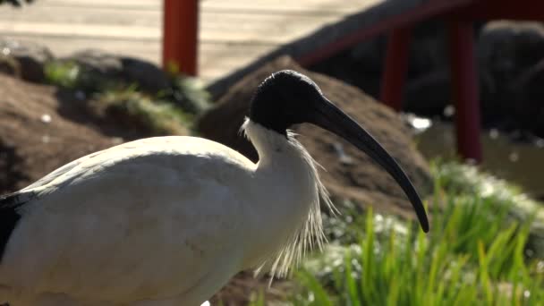 Australischer Weißer Ibis Tagsüber Draußen — Stockvideo