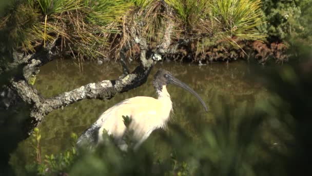 Αυστραλιανή White Ibis Έξω Κατά Διάρκεια Της Ημέρας — Αρχείο Βίντεο