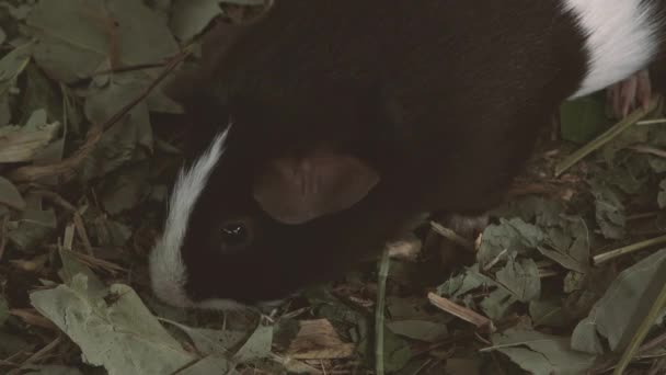 Small Guinea Pig Looking Food — Stock Video
