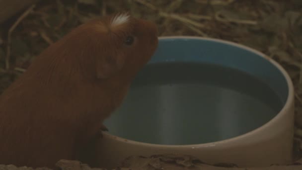 Pequeño Conejillo Indias Bebiendo Agua Tazón — Vídeo de stock