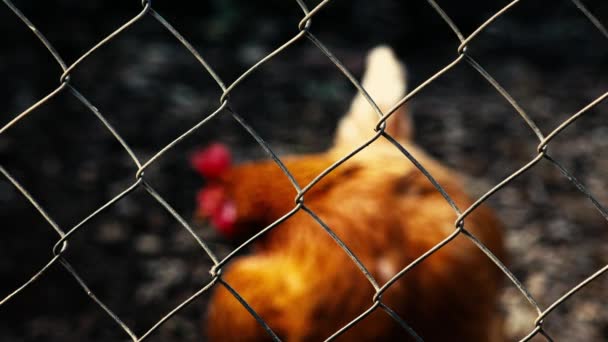 Concept Australian One Australian Chicken Trapped Rusty Cage — Stock Video