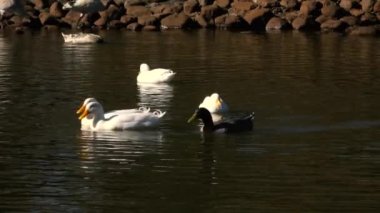 Pekin ördekleri gündüz leri gölette yüzüyor.