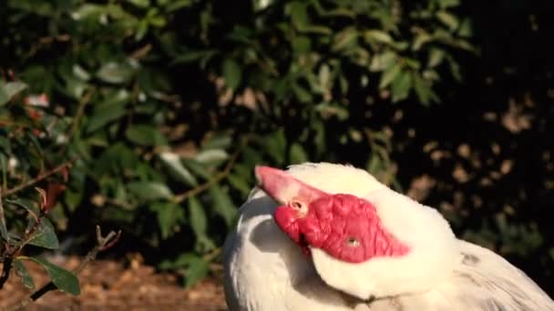 Weiße Moskauer Ente Tagsüber Der Natur Unterwegs — Stockvideo