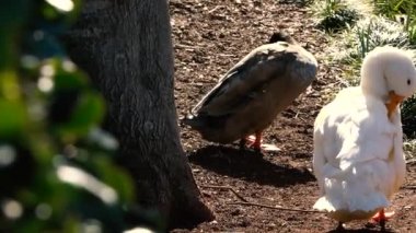 Pekin gün içinde doğada ördek.