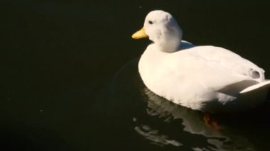 Pekin gün içinde doğada ördek.